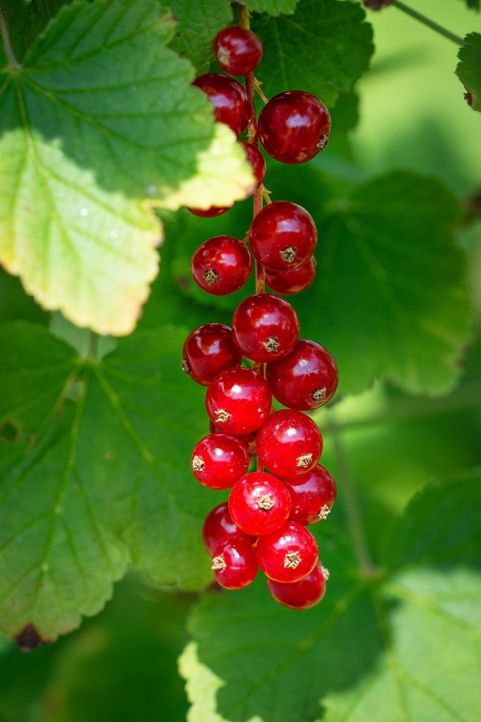 Currant cake